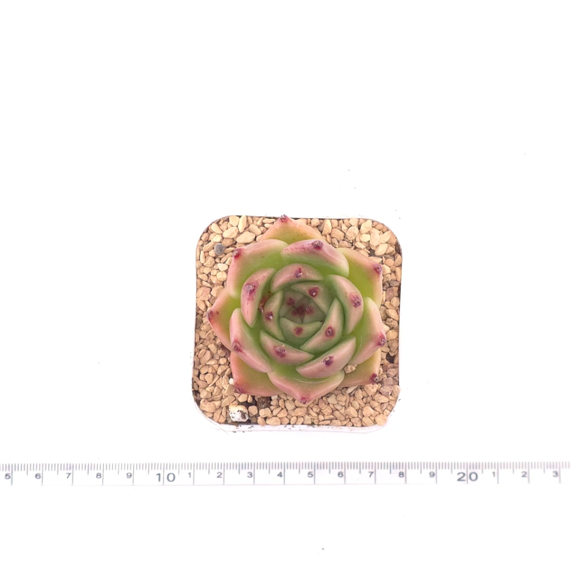 Echeveria agavoides 'Blue Dragon' | 藍龍 thumbnail 4
