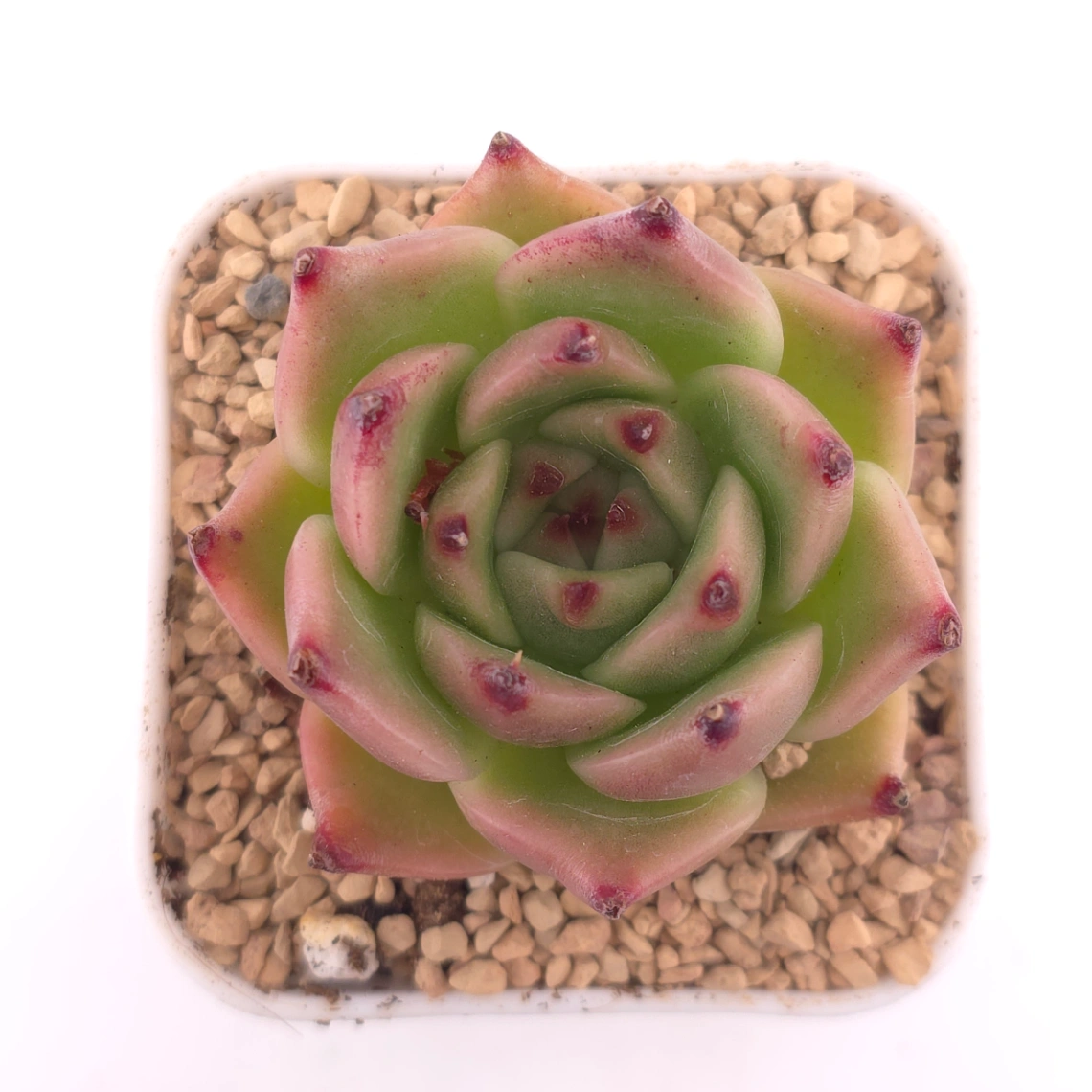 Echeveria agavoides 'Blue Dragon' | 藍龍 - View 1