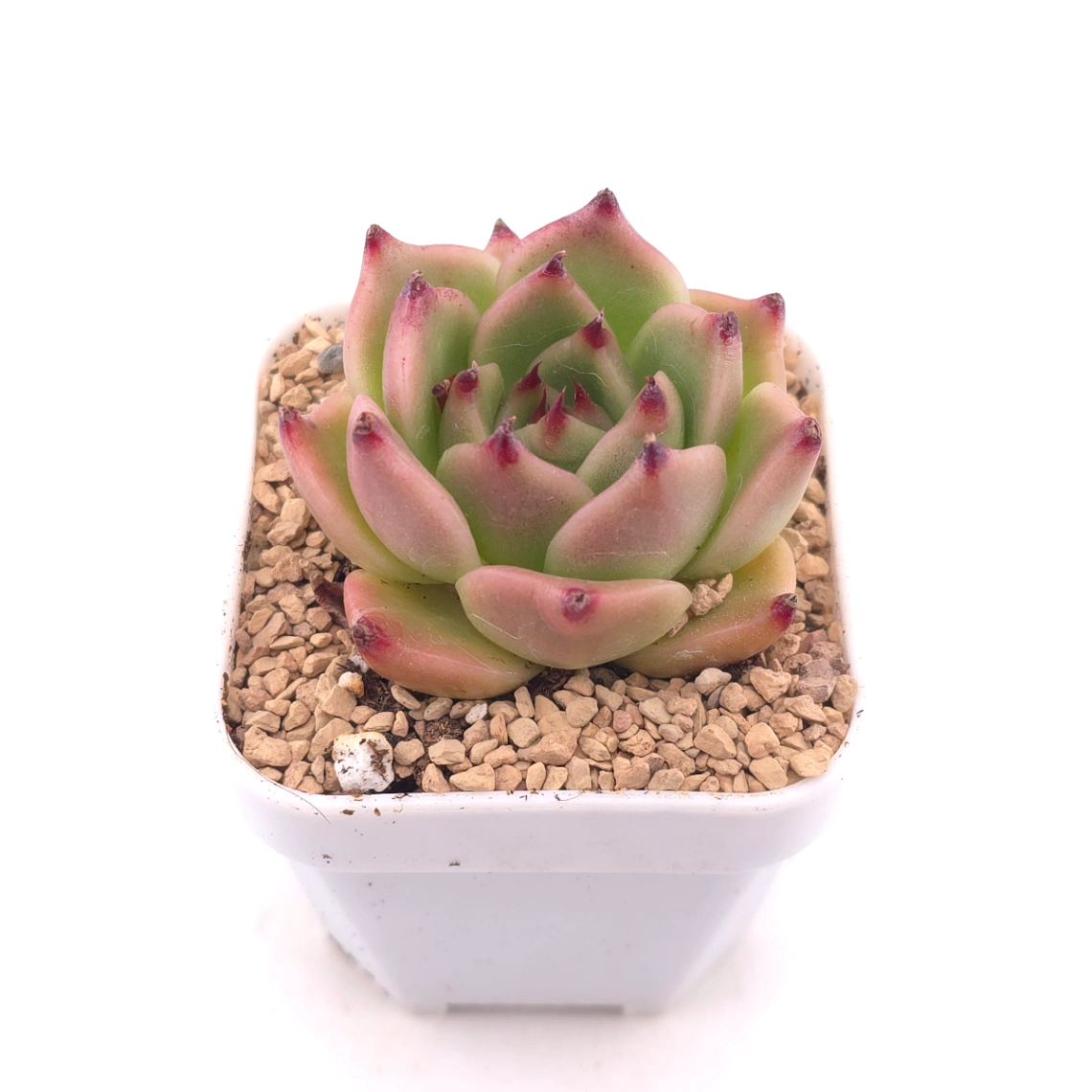 Echeveria agavoides 'Blue Dragon' | 藍龍 thumbnail 2