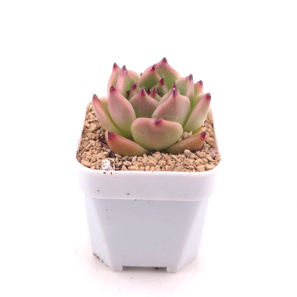 Echeveria agavoides 'Blue Dragon' | 藍龍 thumbnail 3