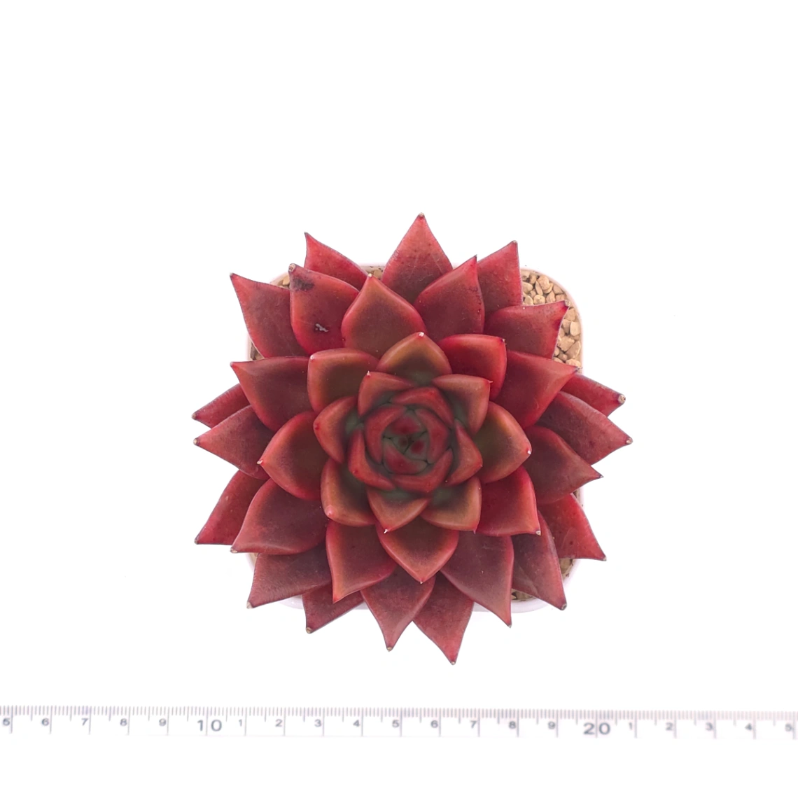 Echeveria agavoides ‘Romeo Rubin’ | 羅賓 thumbnail 4