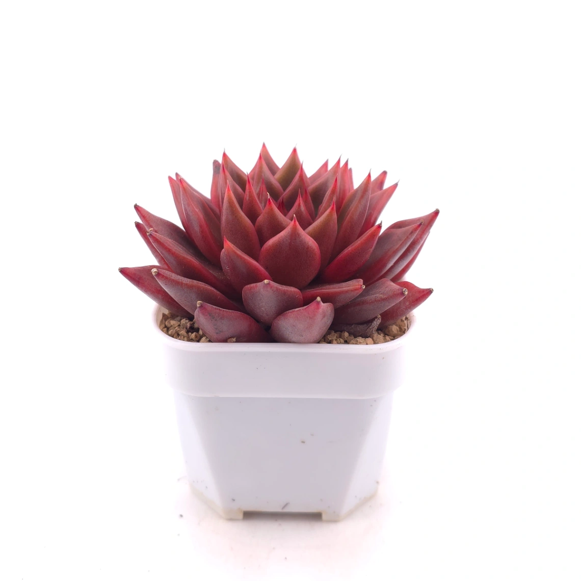 Echeveria agavoides ‘Romeo Rubin’ | 羅賓 thumbnail 3