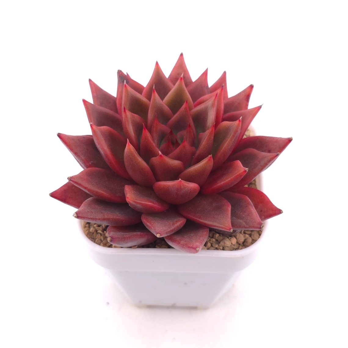 Echeveria agavoides ‘Romeo Rubin’ | 羅賓 thumbnail 2