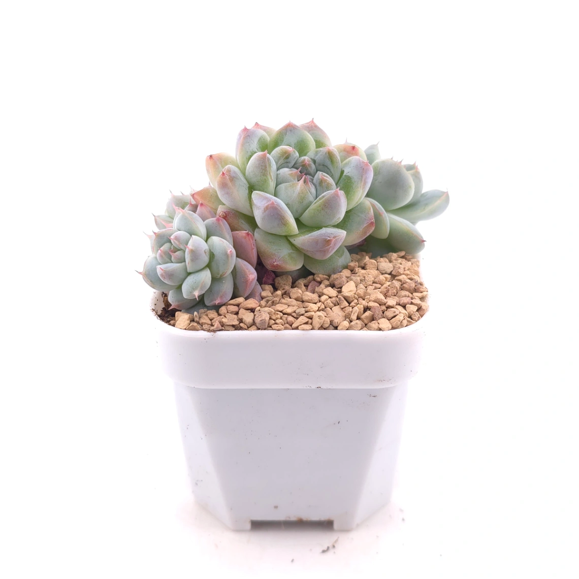Echeveria ‘Alba Beauty’ | 阿尔巴佳人 thumbnail 3