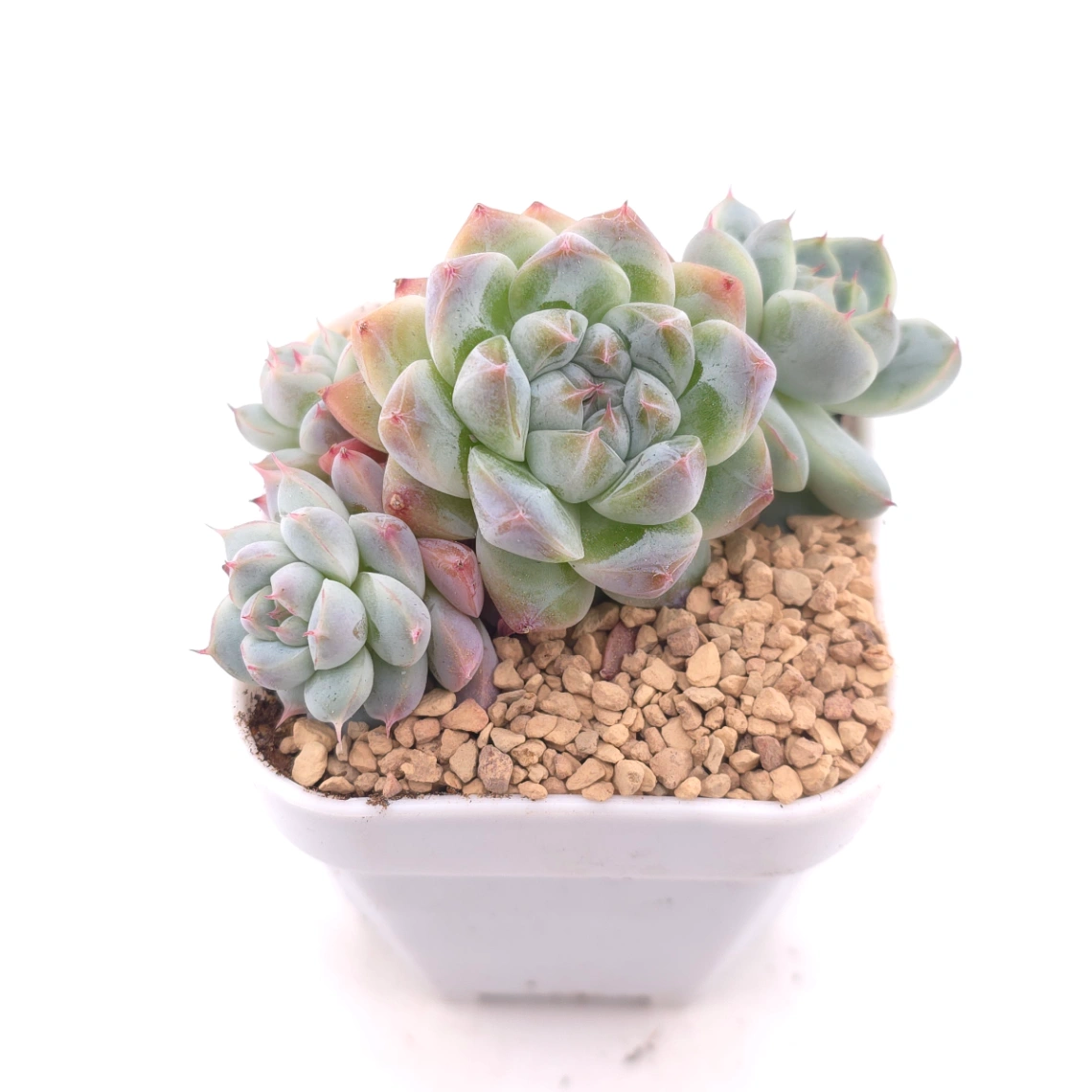 Echeveria ‘Alba Beauty’ | 阿尔巴佳人 thumbnail 2