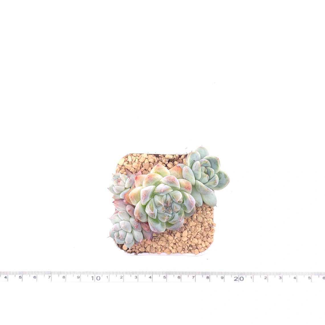 Echeveria ‘Alba Beauty’ | 阿尔巴佳人 thumbnail 4