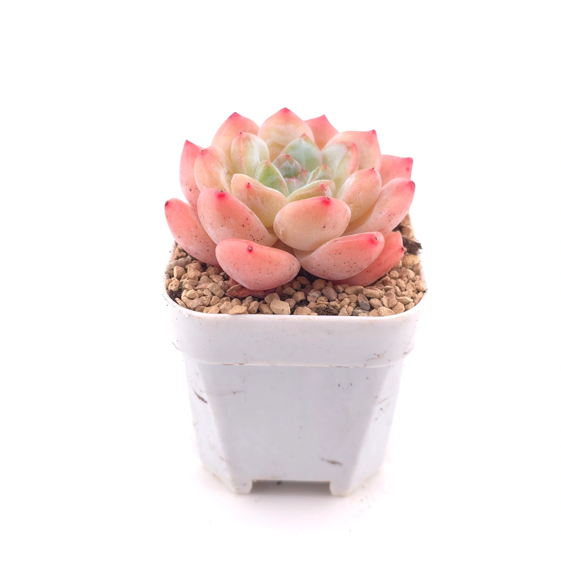 Echeveria ‘All Star’ | 全明星 thumbnail 3