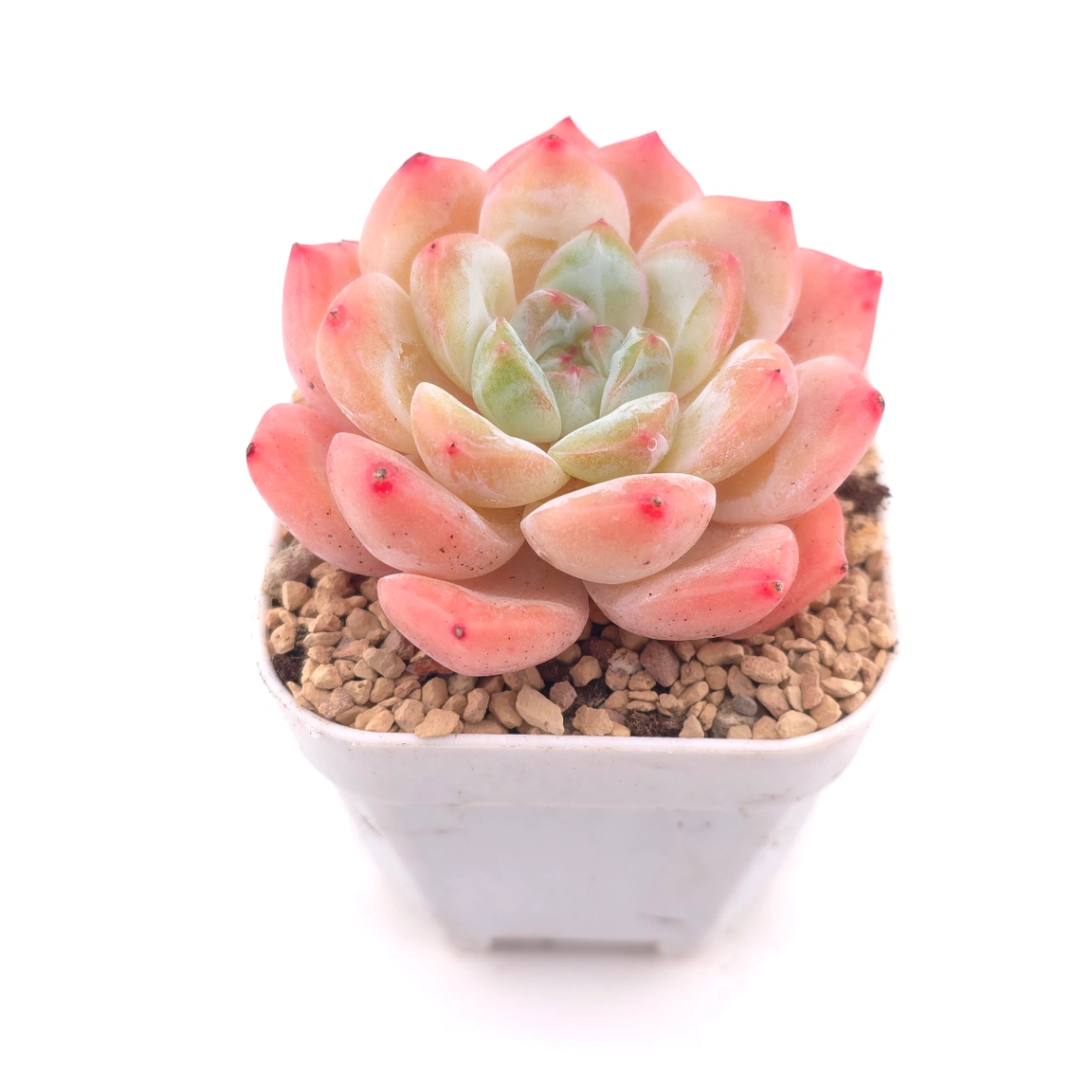 Echeveria ‘All Star’ | 全明星 thumbnail 2