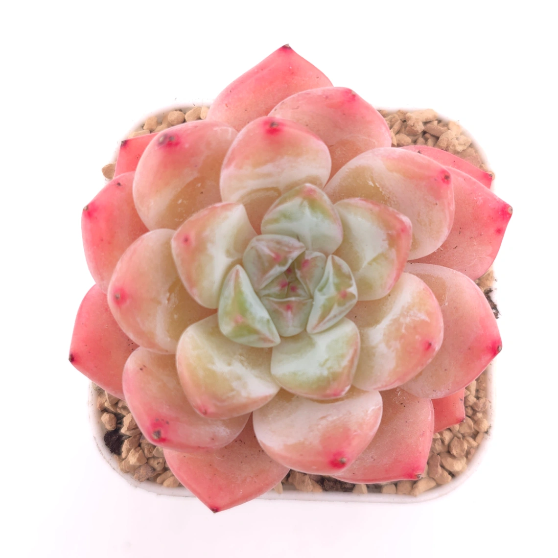 Echeveria ‘All Star’ | 全明星 - View 1