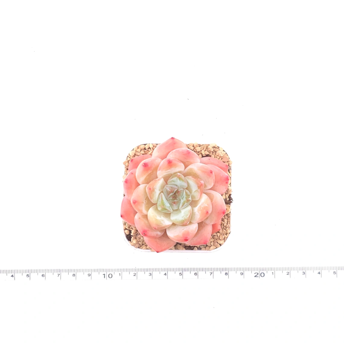 Echeveria ‘All Star’ | 全明星 thumbnail 4