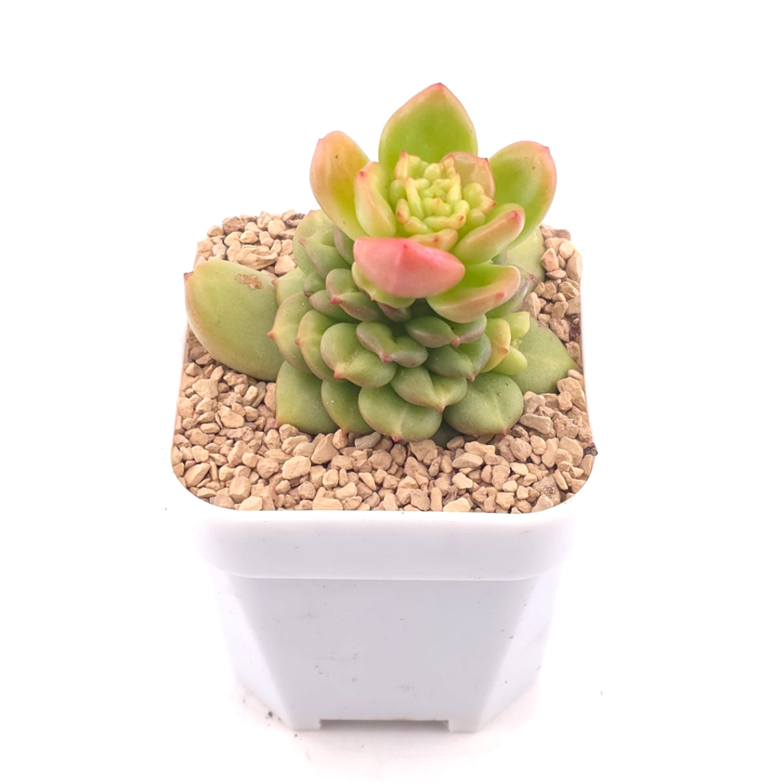 Echeveria ‘Apple Blossom’ | 蘋果花 thumbnail 2