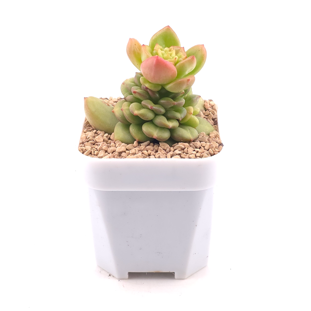 Echeveria ‘Apple Blossom’ | 蘋果花 thumbnail 3