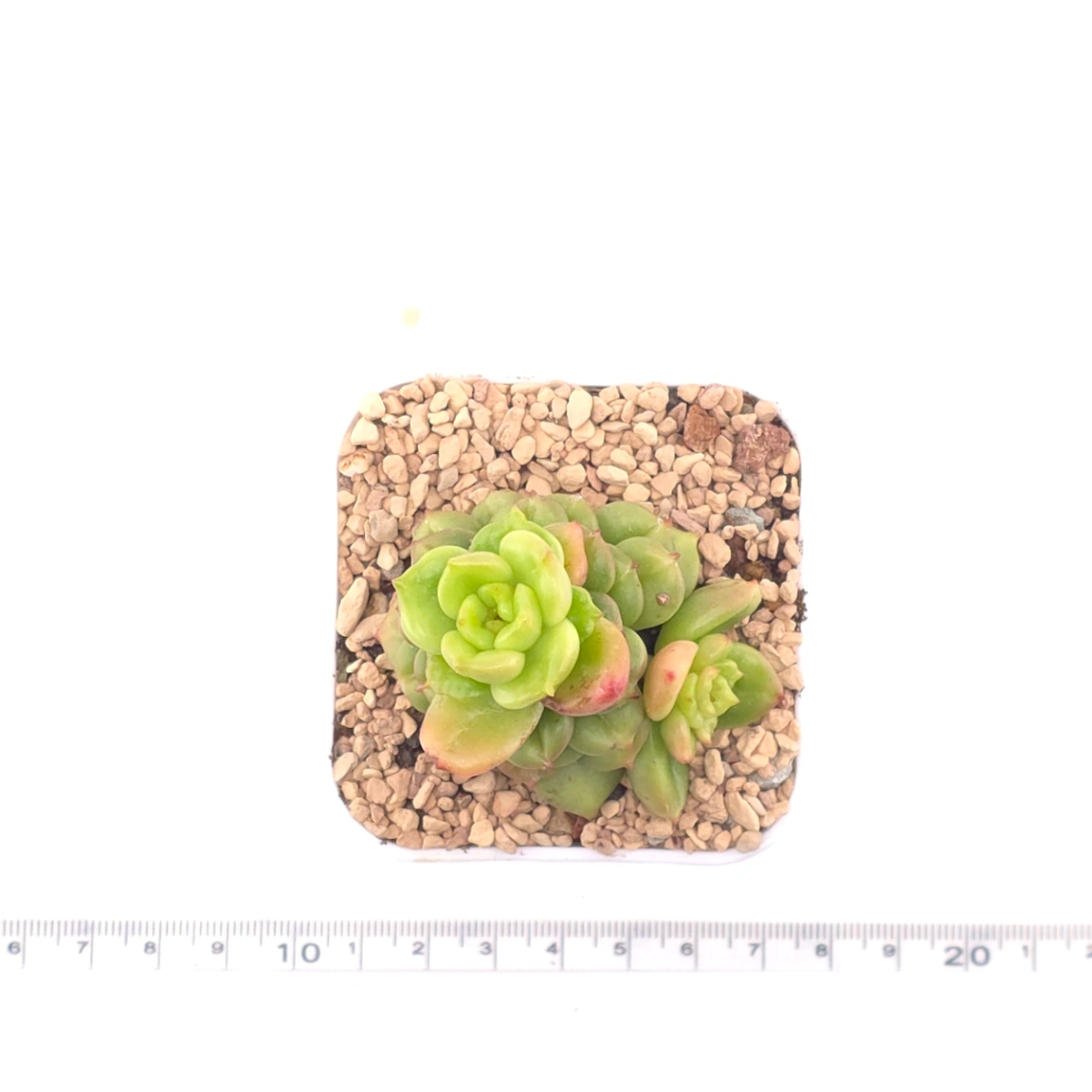 Echeveria ‘Apple Blossom’ | 蘋果花 thumbnail 4