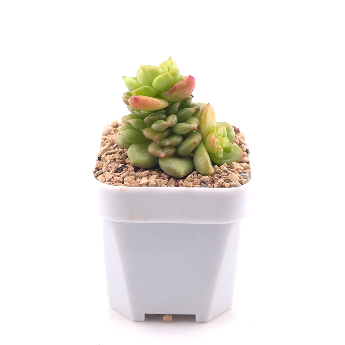 Echeveria ‘Apple Blossom’ | 蘋果花 thumbnail 3