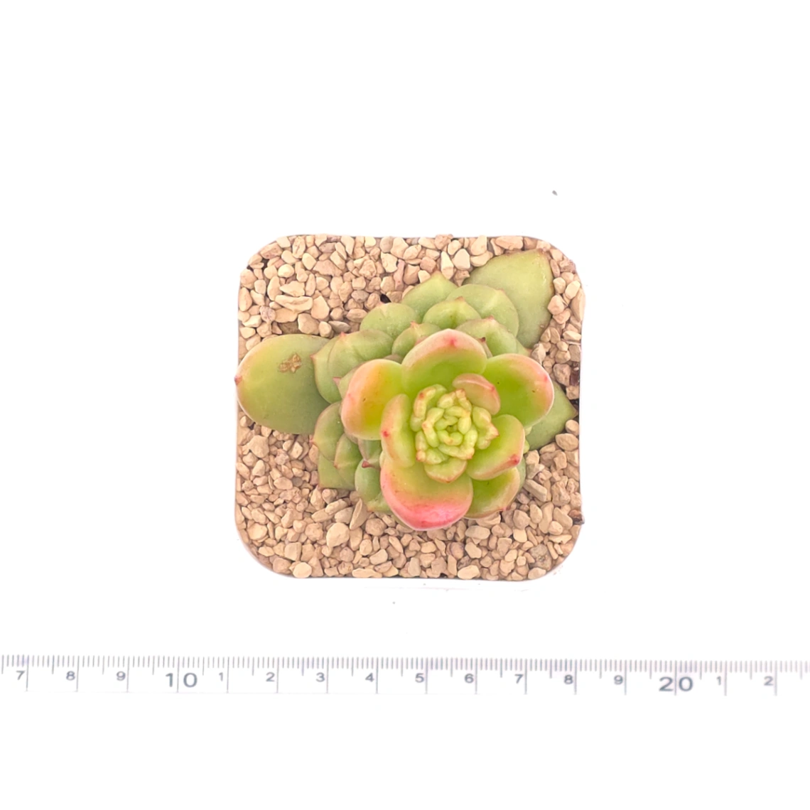Echeveria ‘Apple Blossom’ | 蘋果花 thumbnail 4