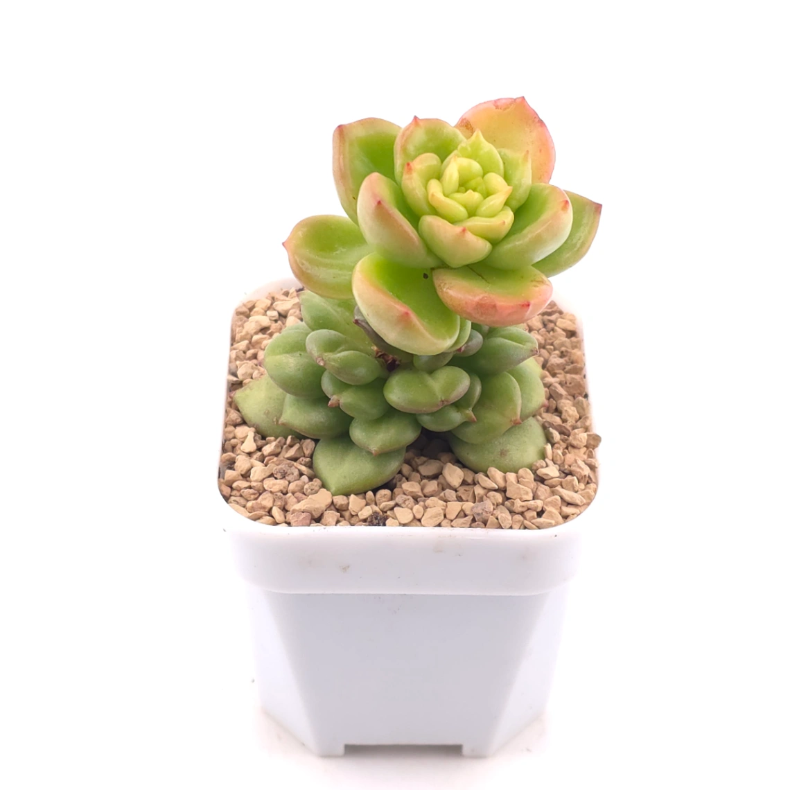 Echeveria ‘Apple Blossom’ | 蘋果花 thumbnail 2