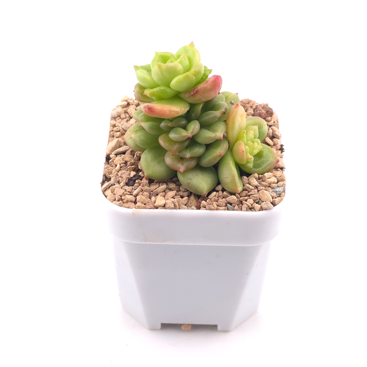 Echeveria ‘Apple Blossom’ | 蘋果花 thumbnail 2