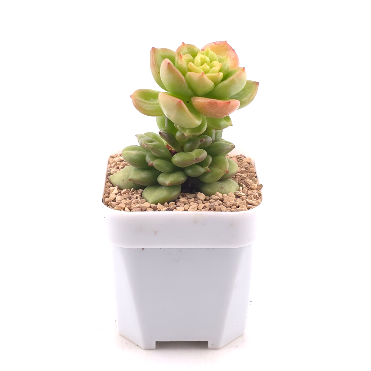 Echeveria ‘Apple Blossom’ | 蘋果花 thumbnail 3