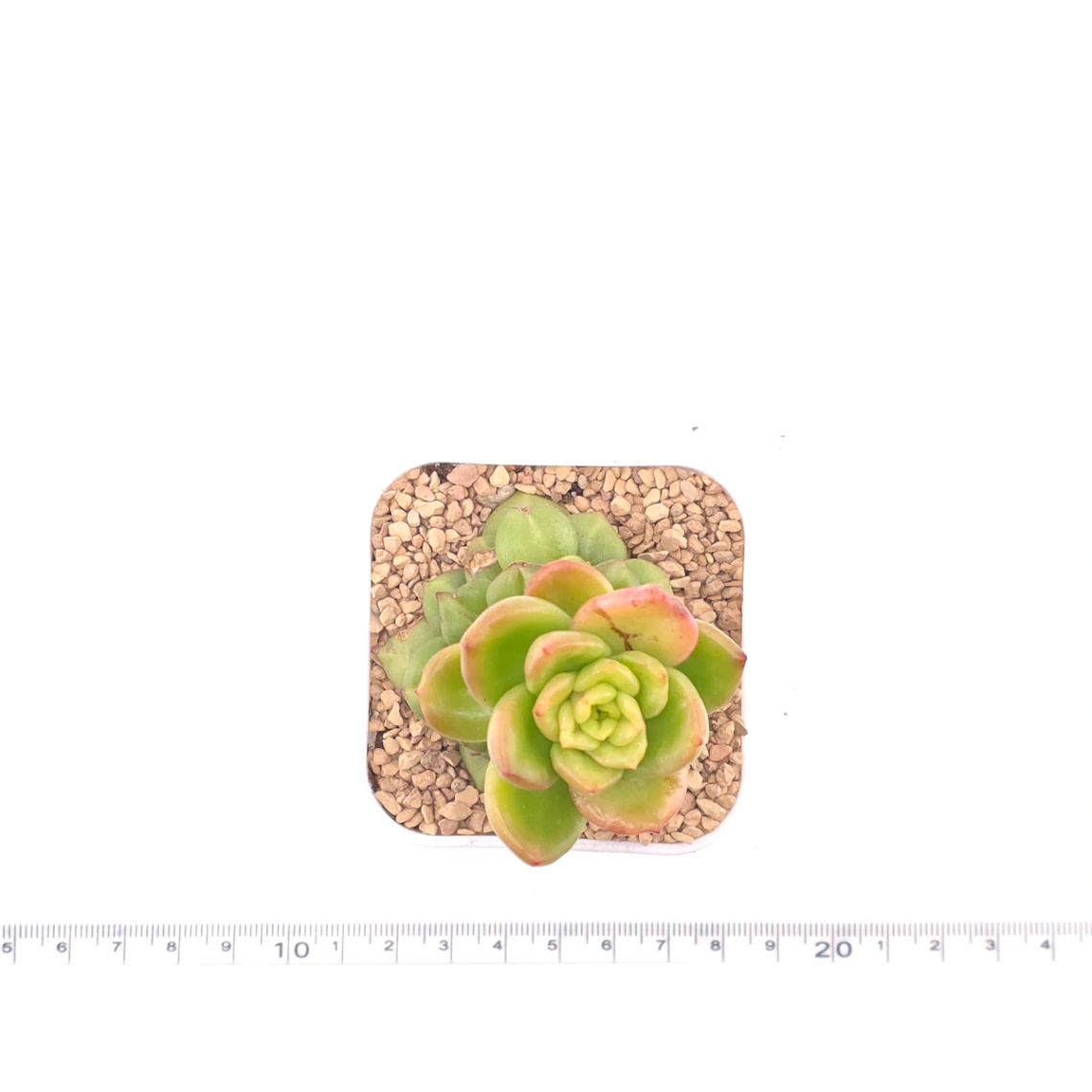 Echeveria ‘Apple Blossom’ | 蘋果花 thumbnail 4