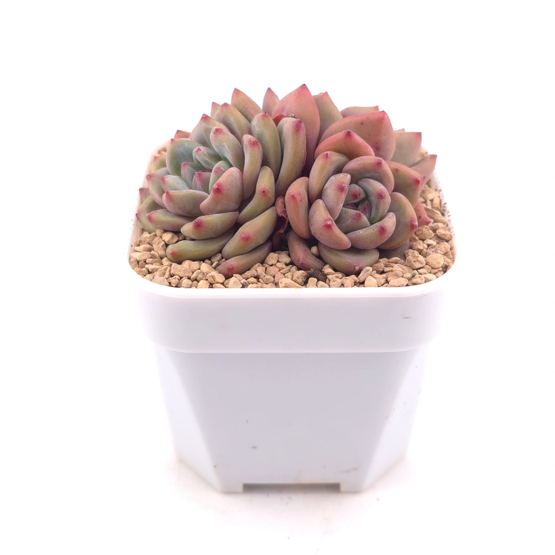 Echeveria 'Ariel' | 愛麗兒 thumbnail 3