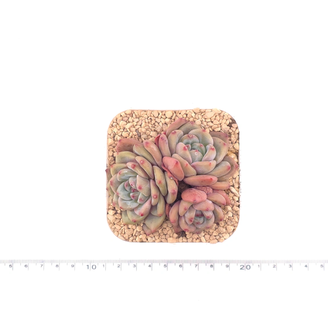 Echeveria 'Ariel' | 愛麗兒 thumbnail 4