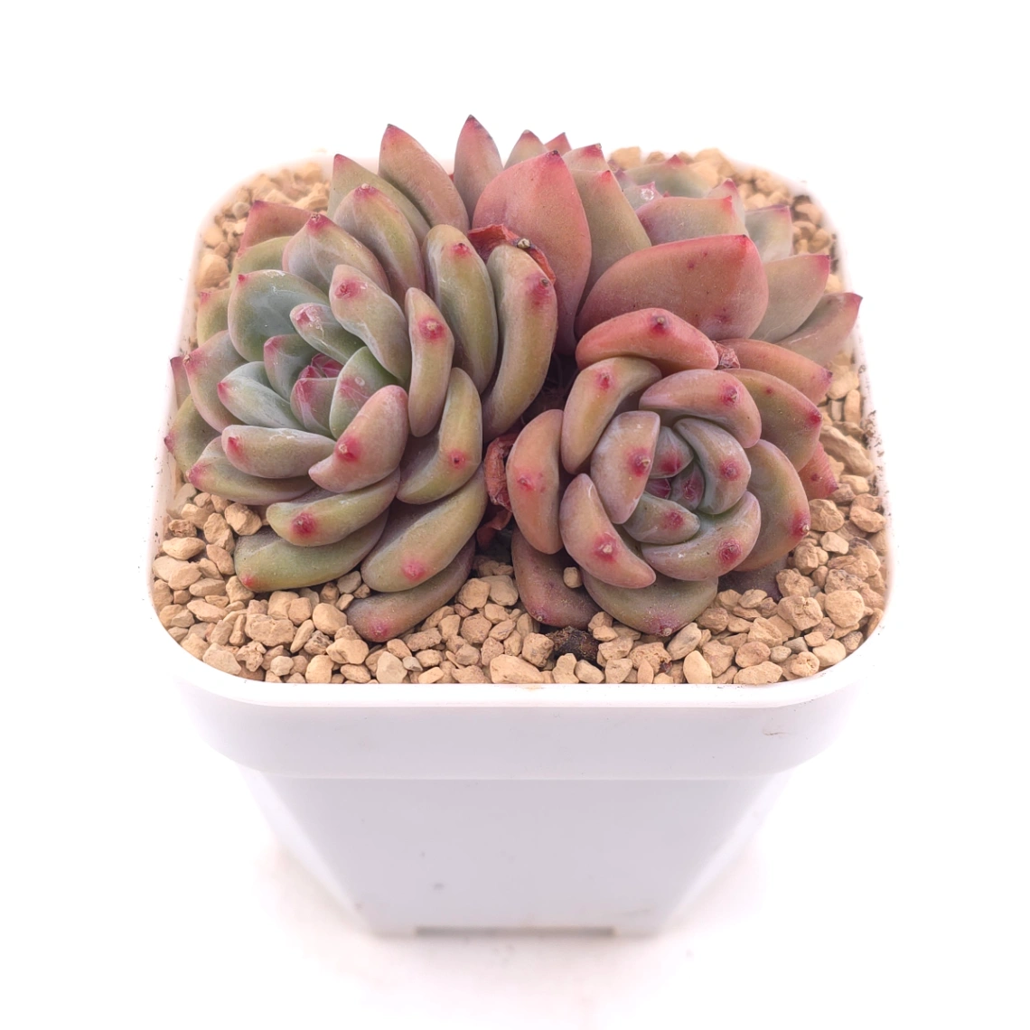 Echeveria 'Ariel' | 愛麗兒 thumbnail 2