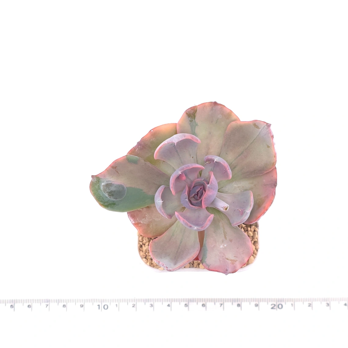 Echeveria ‘Beyonce’ variegated | 心之月錦 thumbnail 4