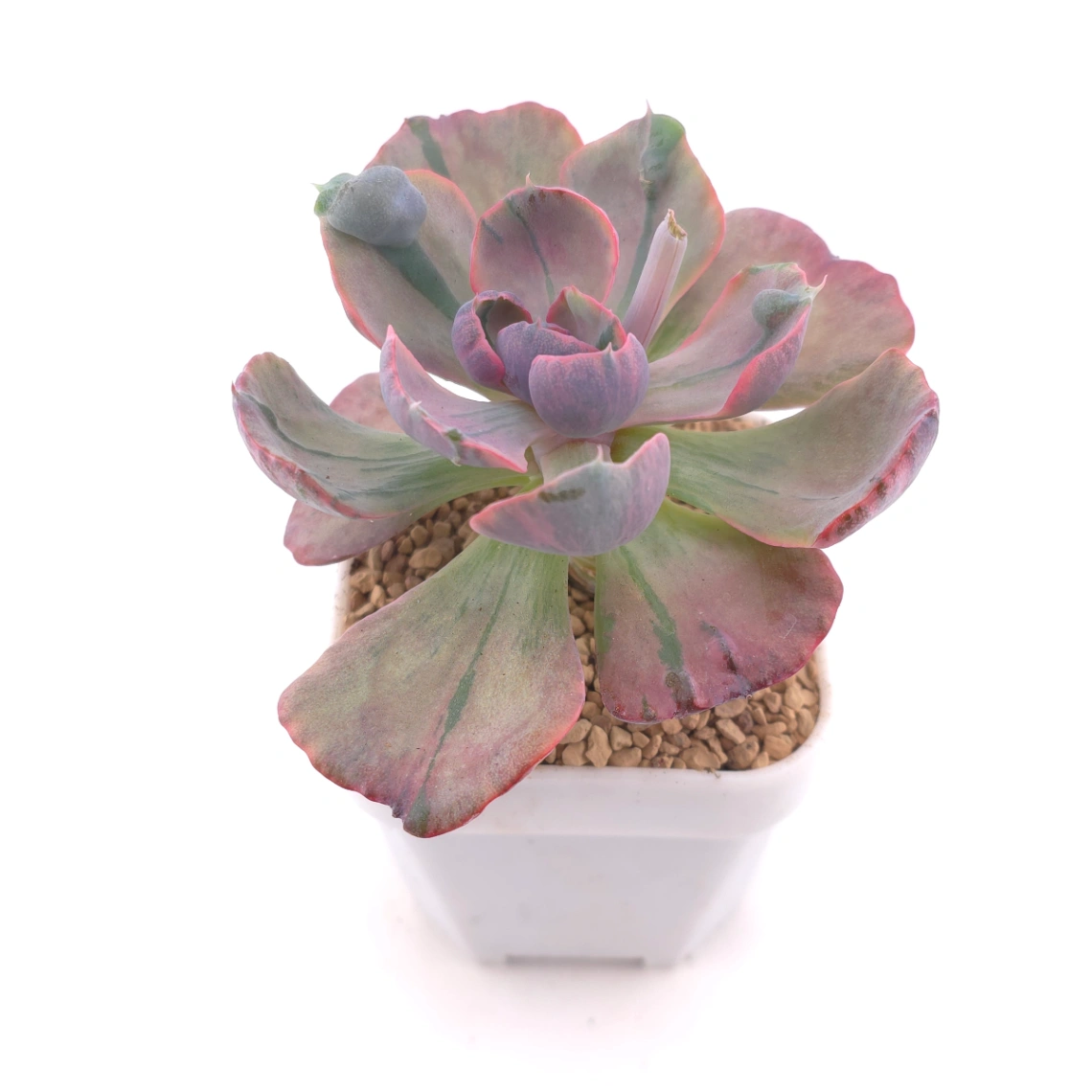 Echeveria ‘Beyonce’ variegated | 心之月錦 thumbnail 2
