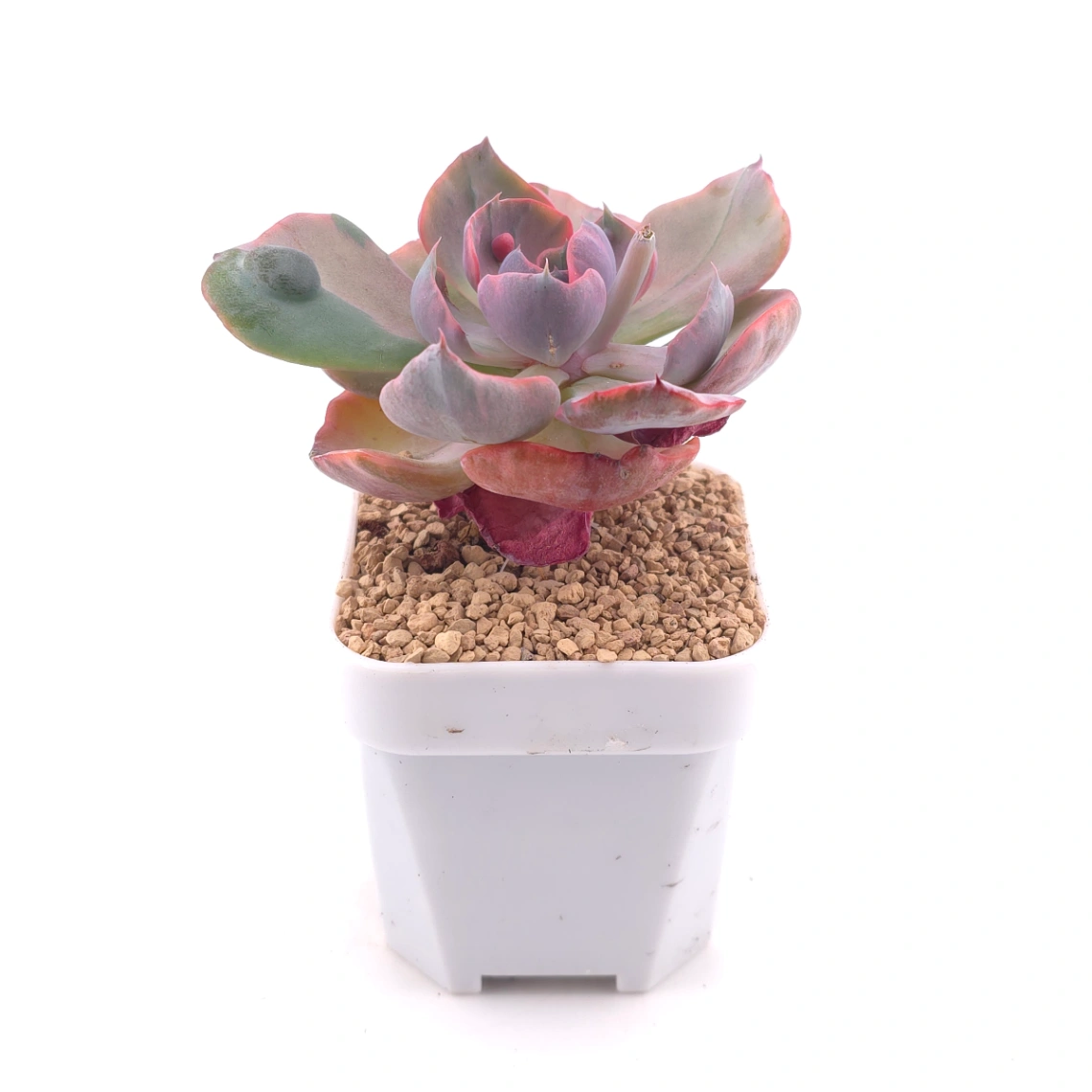 Echeveria ‘Beyonce’ variegated | 心之月錦 thumbnail 3