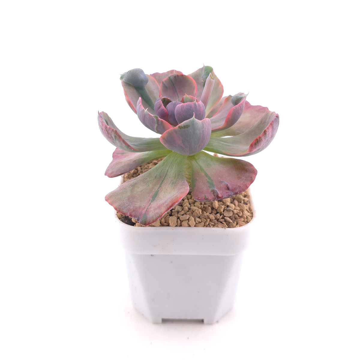 Echeveria ‘Beyonce’ variegated | 心之月錦 thumbnail 3