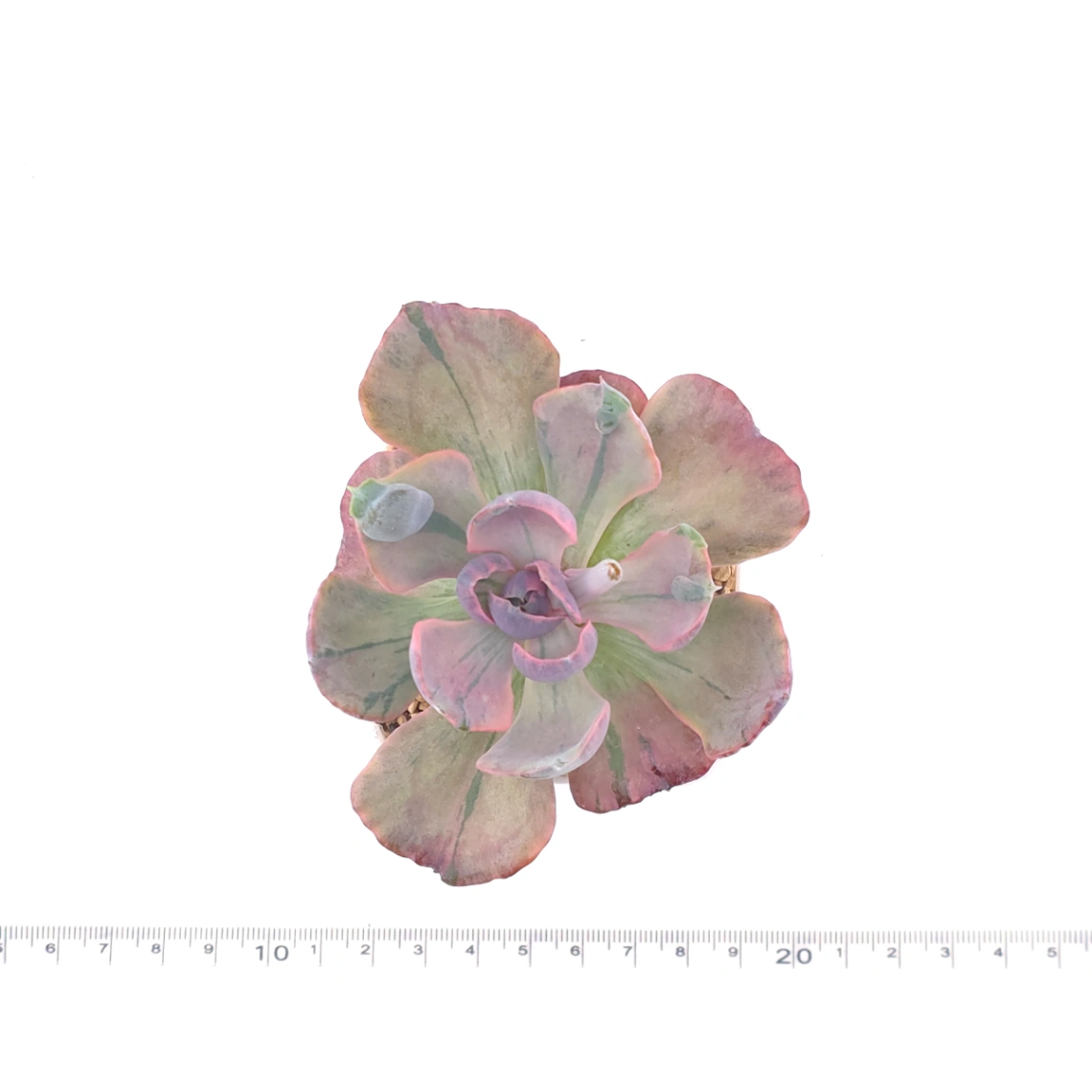 Echeveria ‘Beyonce’ variegated | 心之月錦 thumbnail 4