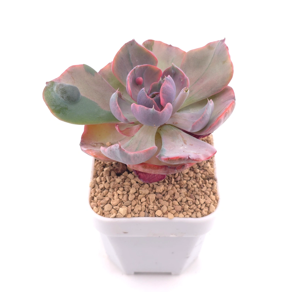 Echeveria ‘Beyonce’ variegated | 心之月錦 thumbnail 2