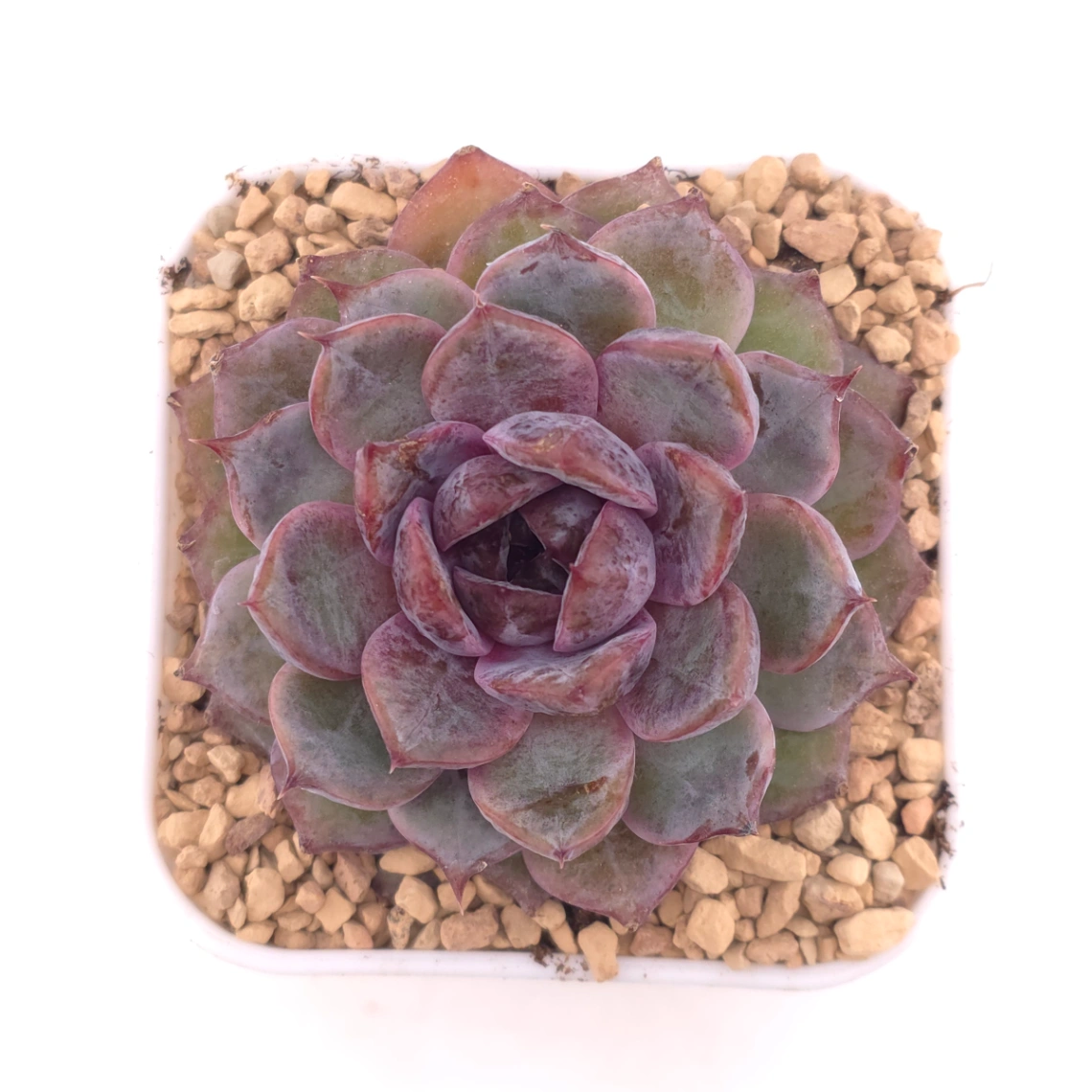Echeveria ‘Black Crystal’ | 紫水晶 - View 1