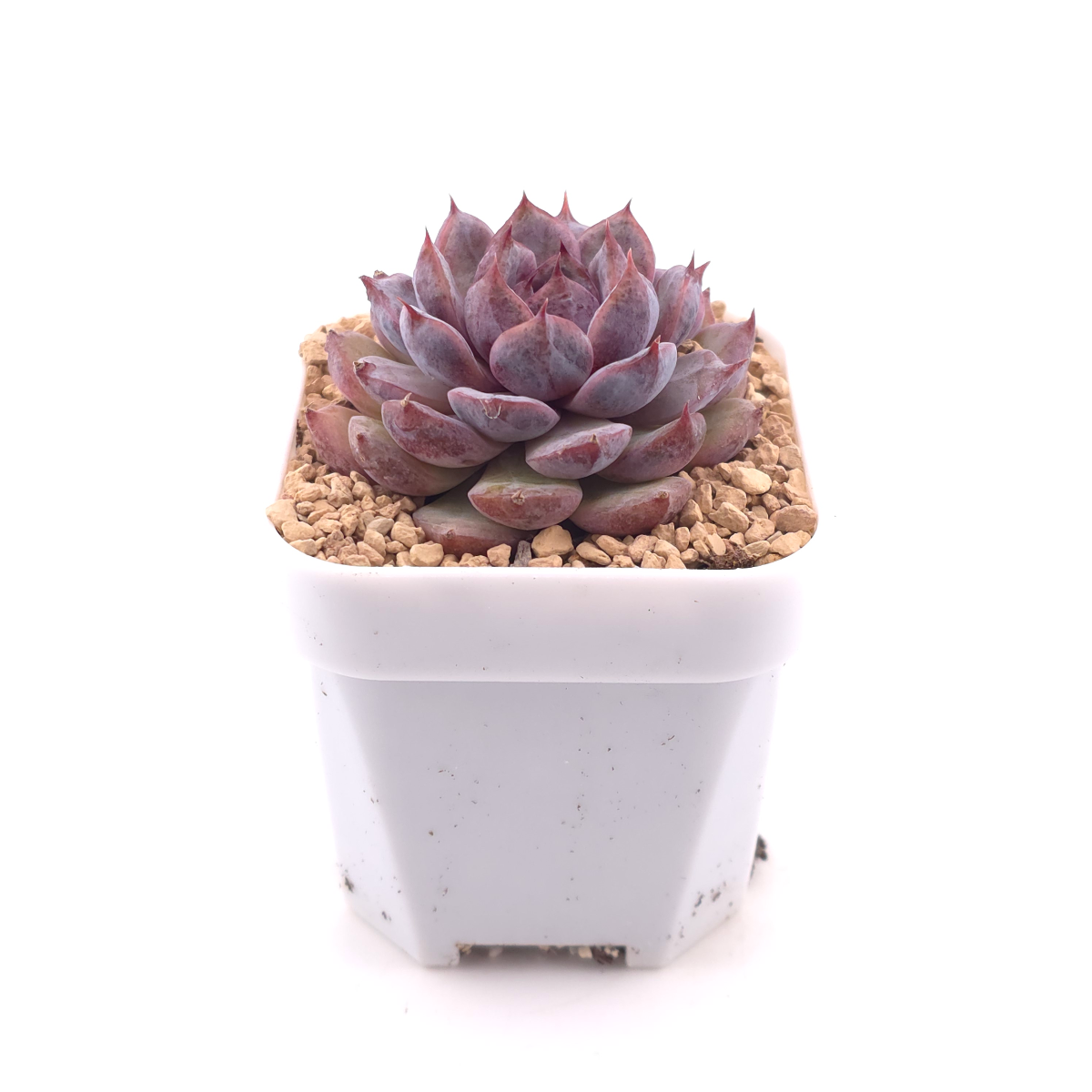 Echeveria ‘Black Crystal’ | 紫水晶 thumbnail 3
