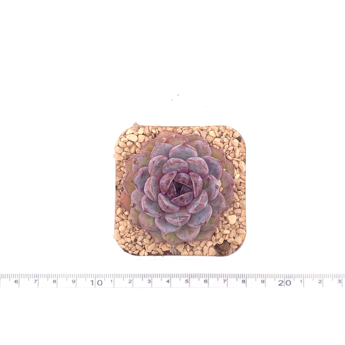 Echeveria ‘Black Crystal’ | 紫水晶 thumbnail 4