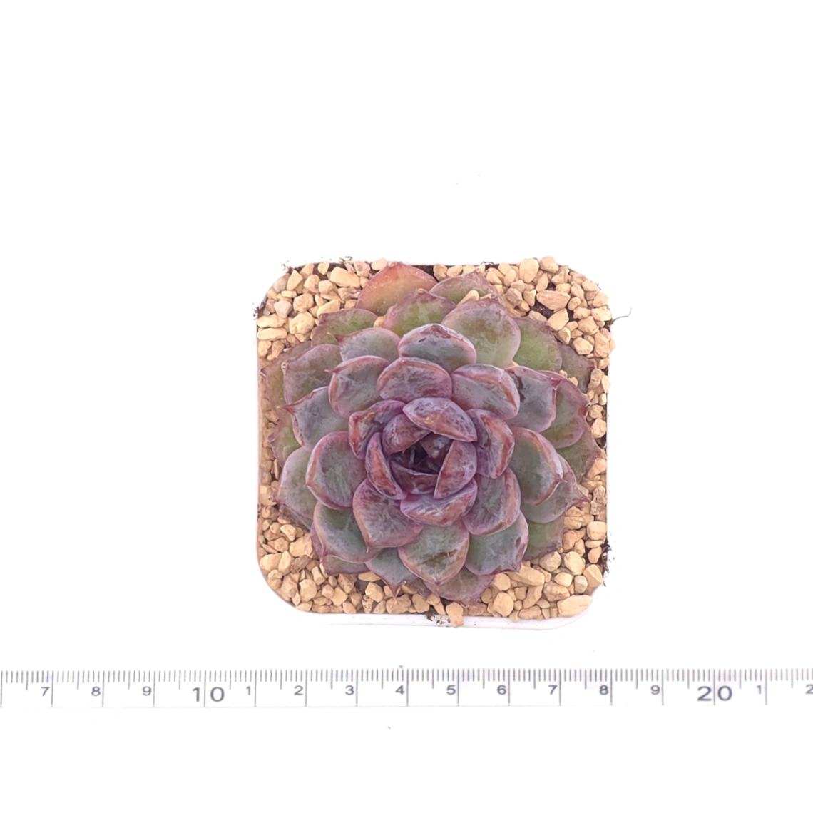 Echeveria ‘Black Crystal’ | 紫水晶 thumbnail 4
