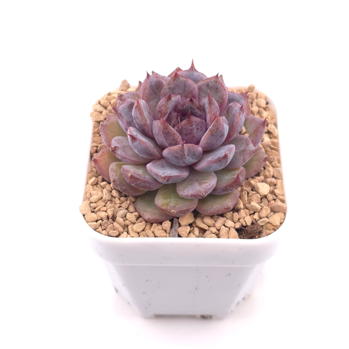 Echeveria ‘Black Crystal’ | 紫水晶 thumbnail 2
