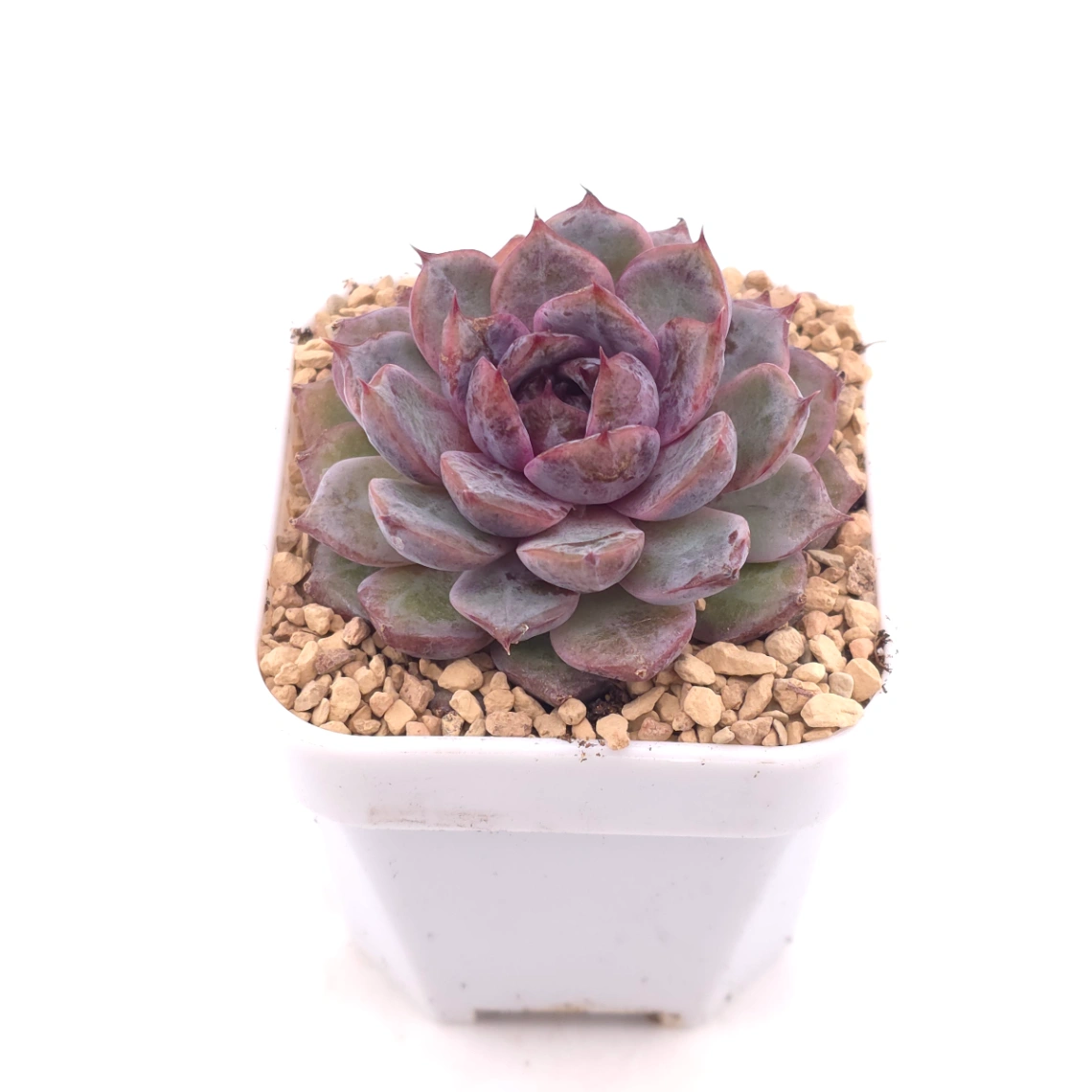 Echeveria ‘Black Crystal’ | 紫水晶 thumbnail 2