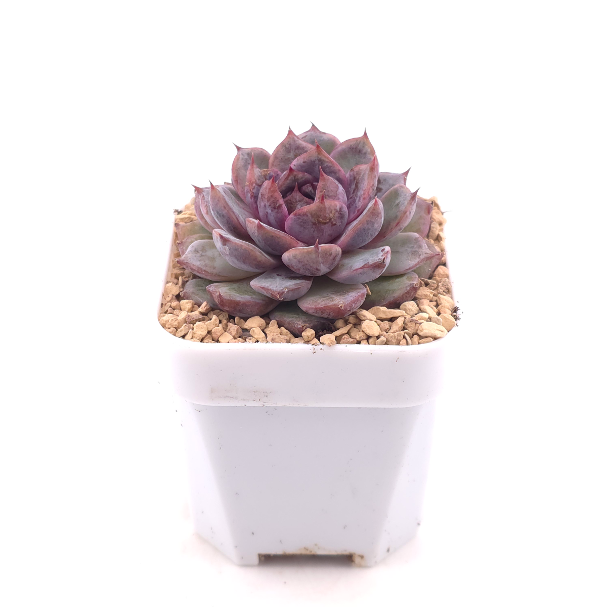 Echeveria ‘Black Crystal’ | 紫水晶 thumbnail 3
