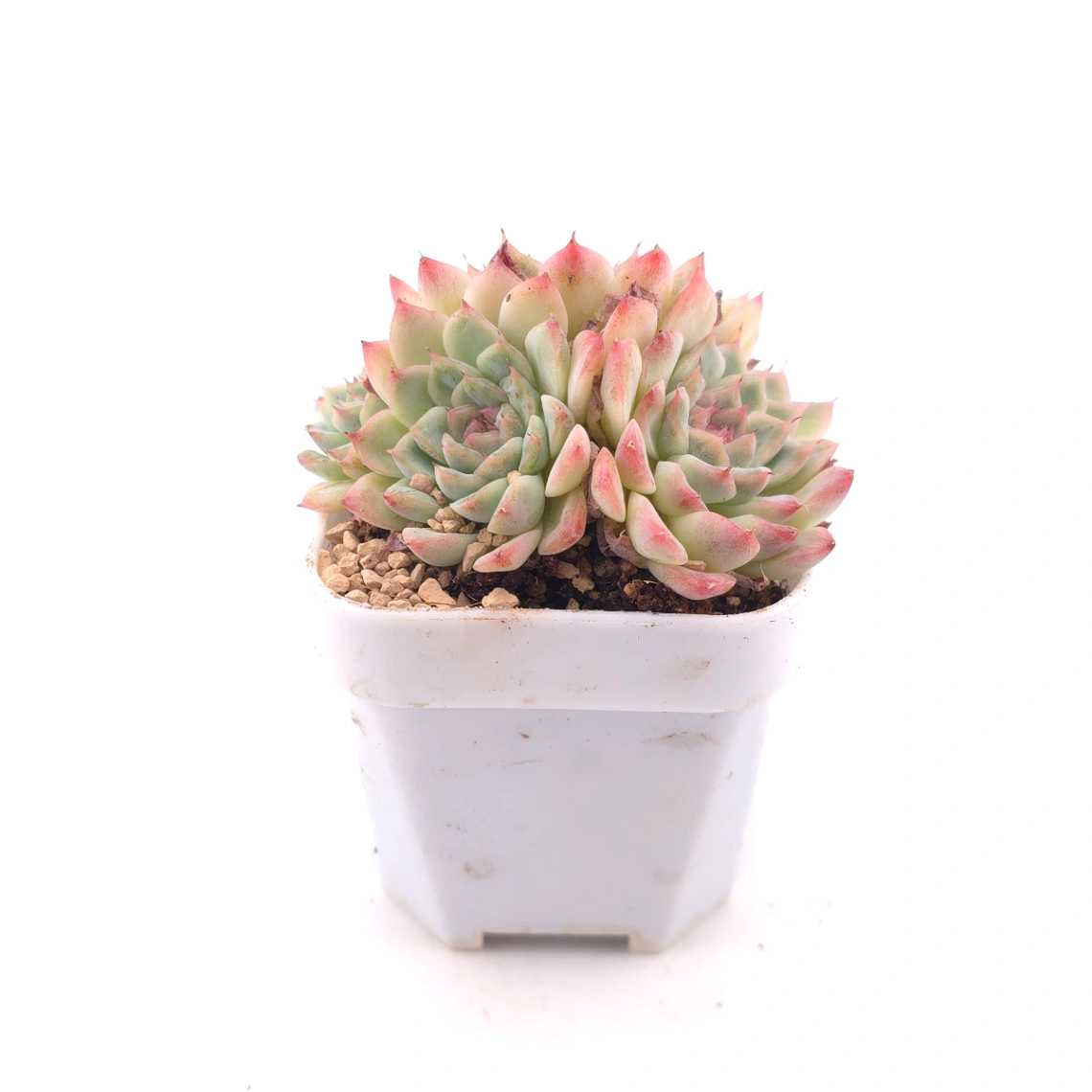 Echeveria ‘Charming’ | 心悅蓮 thumbnail 3