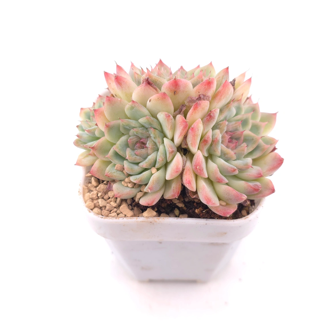 Echeveria ‘Charming’ | 心悅蓮 thumbnail 2