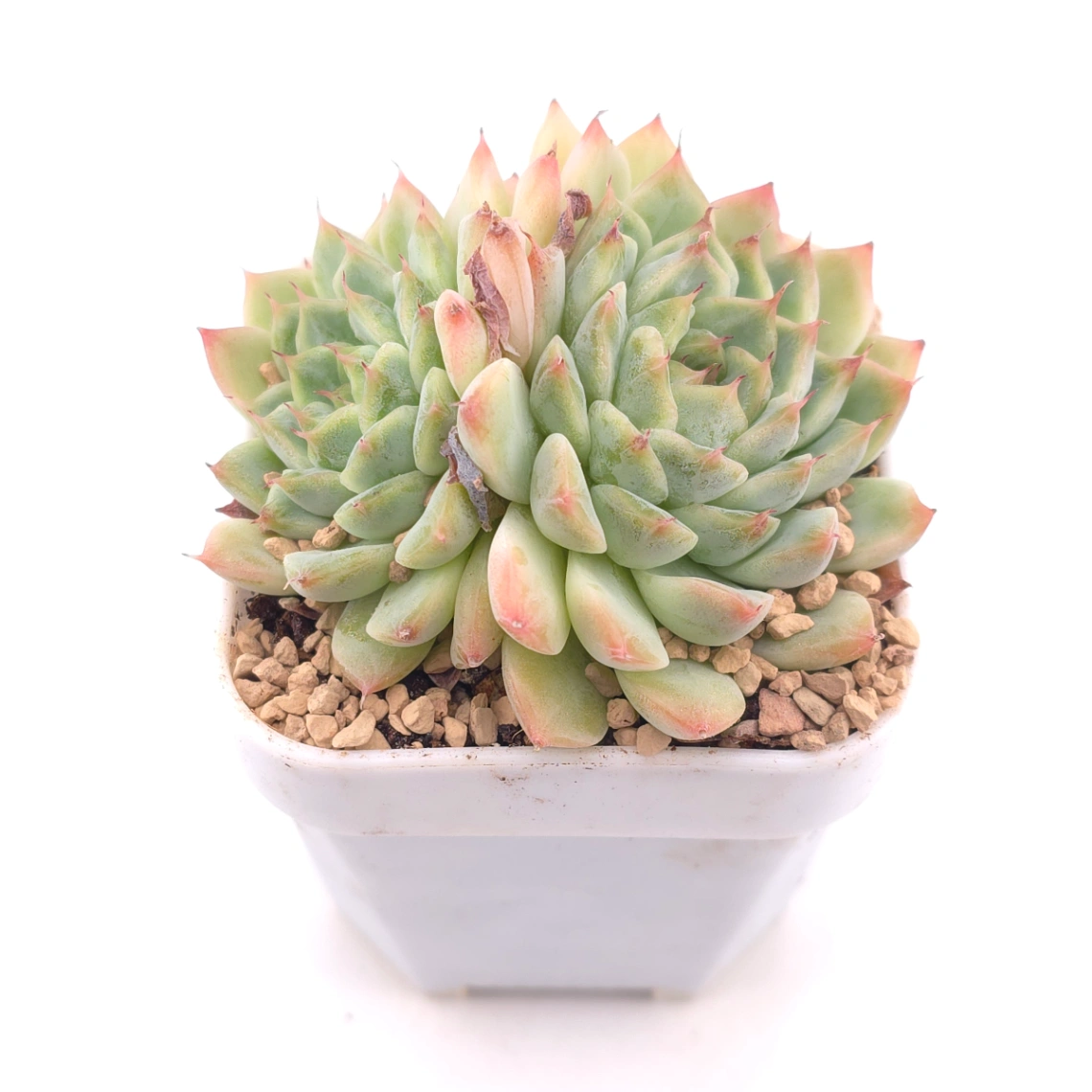 Echeveria ‘Charming’ | 心悅蓮 thumbnail 2