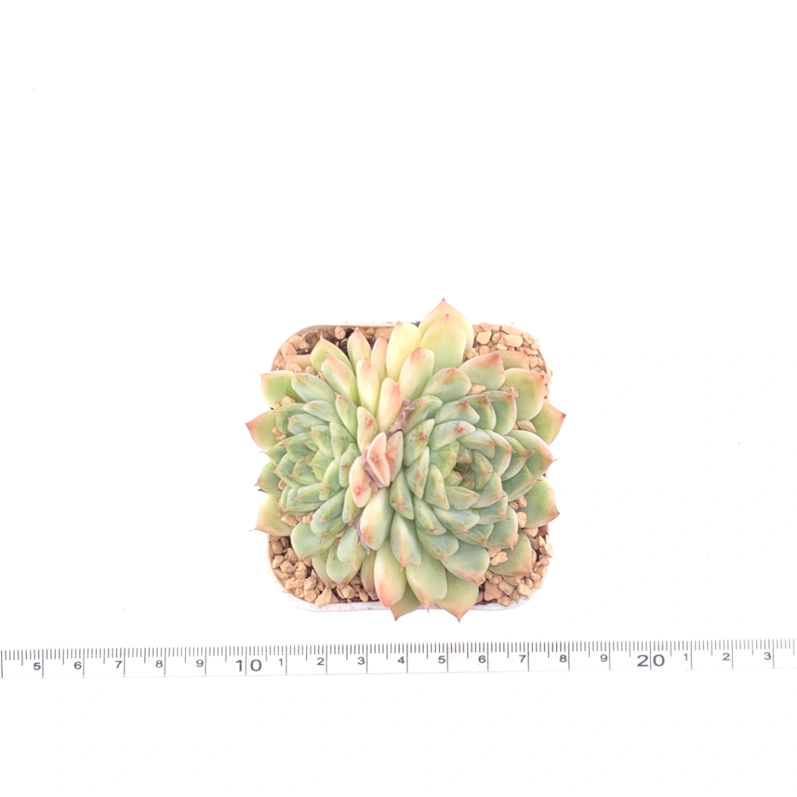Echeveria ‘Charming’ | 心悅蓮 thumbnail 4