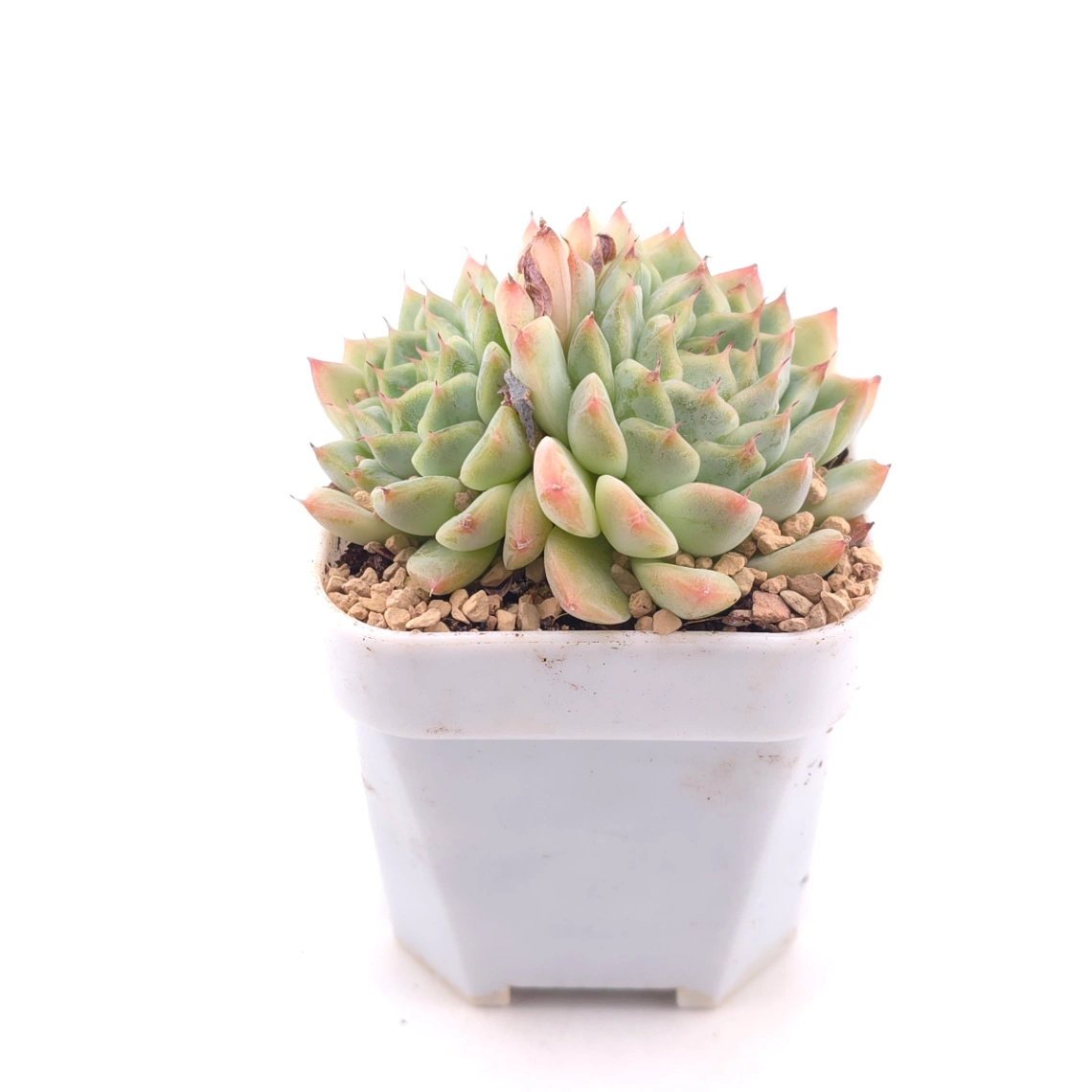 Echeveria ‘Charming’ | 心悅蓮 thumbnail 3