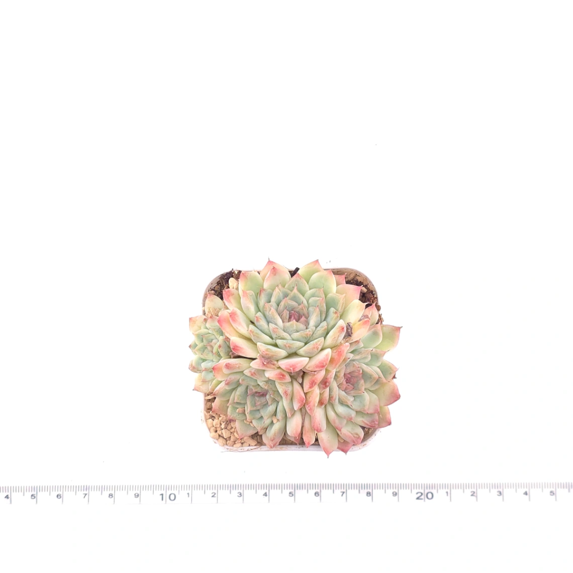 Echeveria ‘Charming’ | 心悅蓮 thumbnail 4