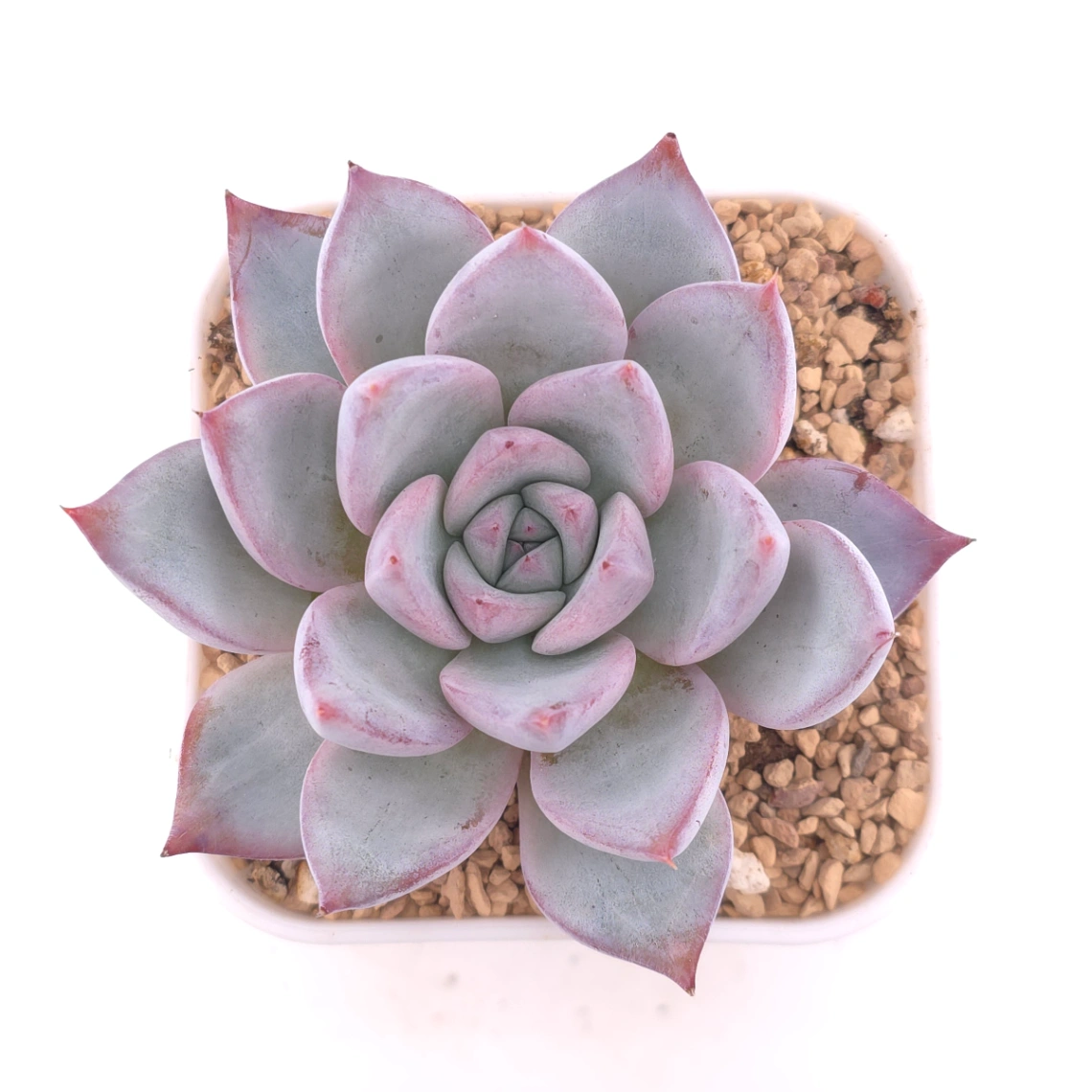 Echeveria colorata spp. | 卡羅拉雜 - View 1