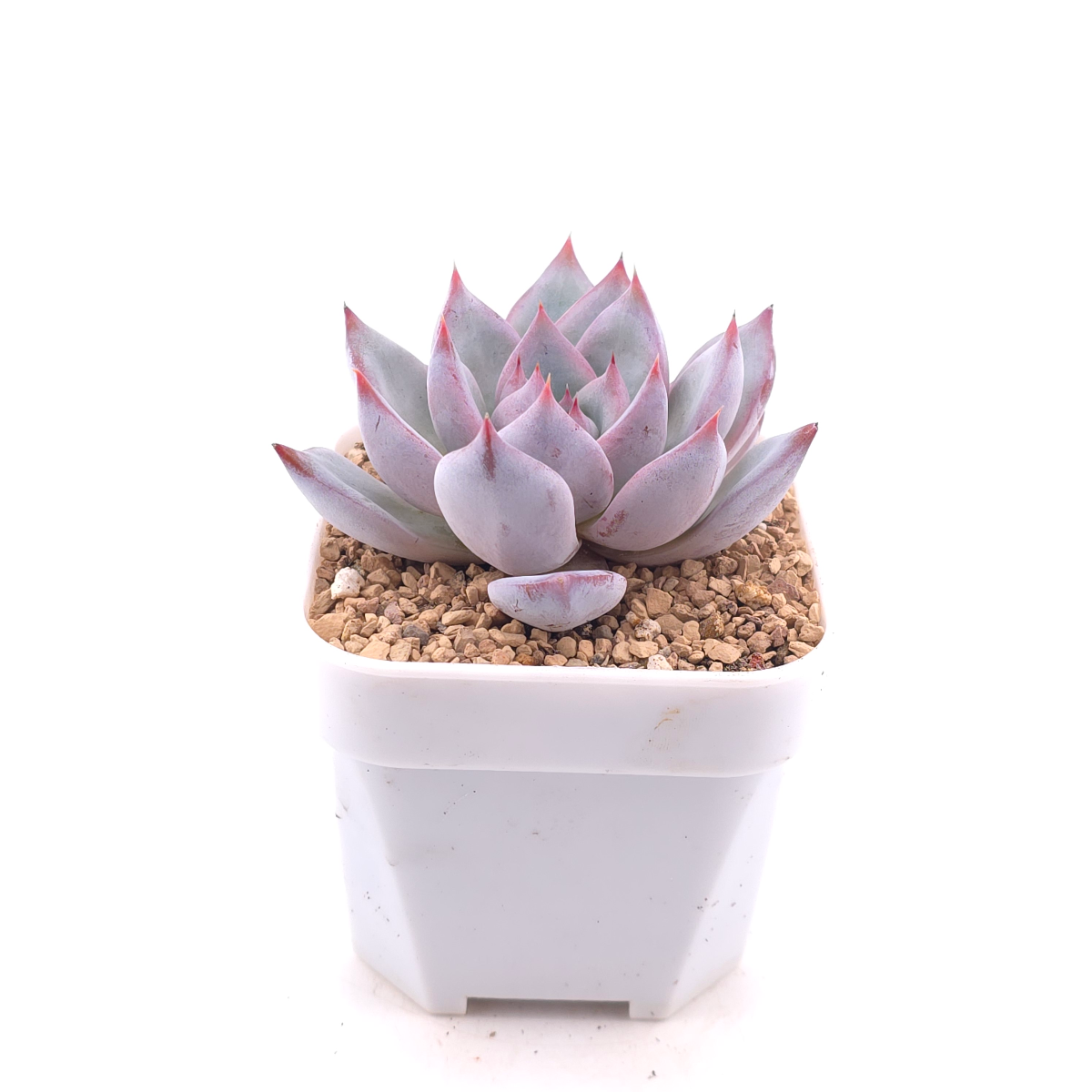 Echeveria colorata spp. | 卡羅拉雜 thumbnail 3
