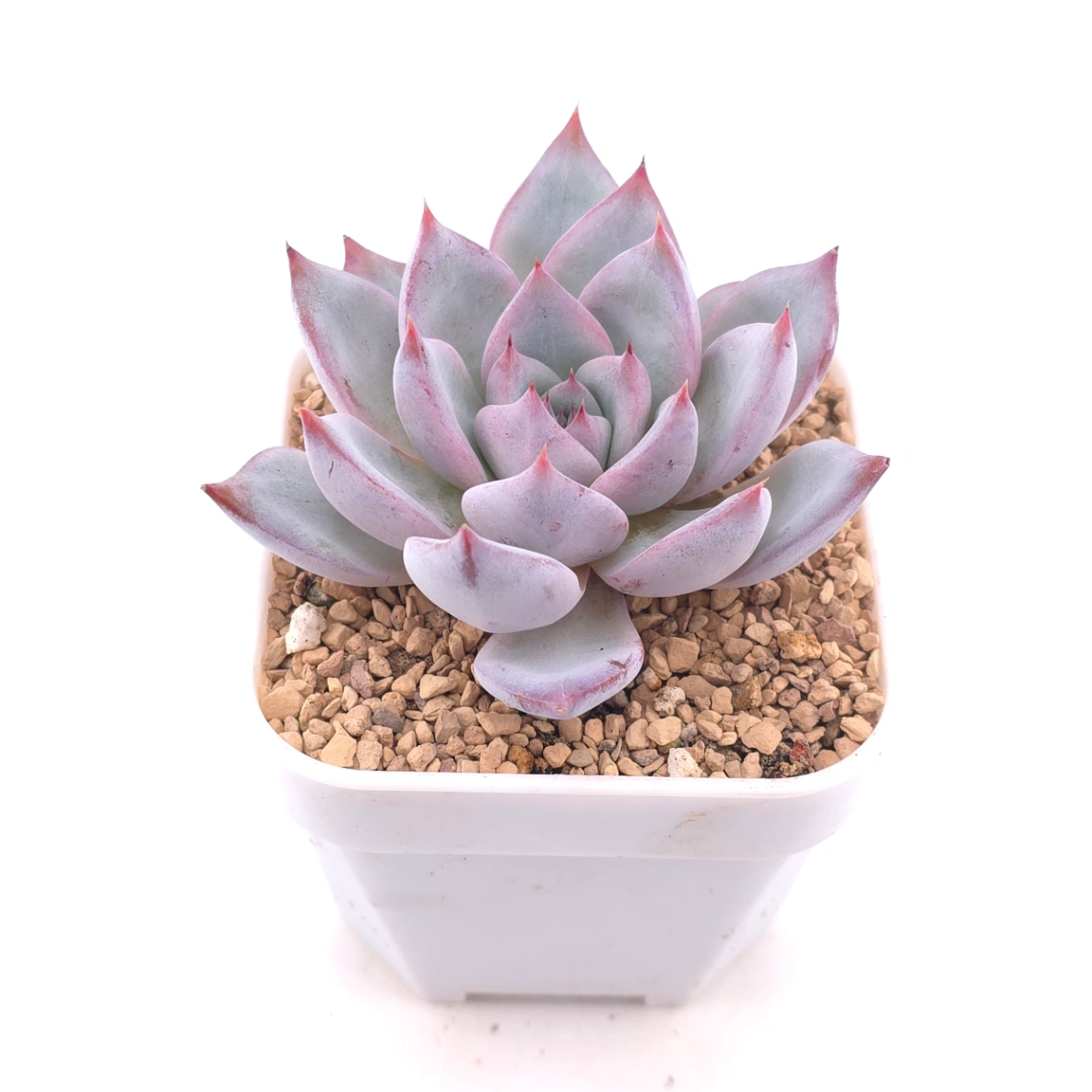 Echeveria colorata spp. | 卡羅拉雜 thumbnail 2