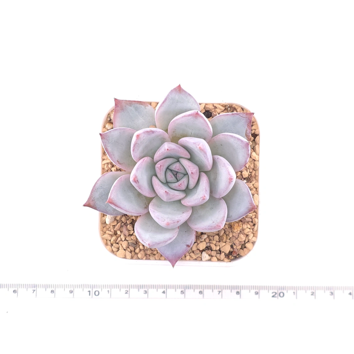 Echeveria colorata spp. | 卡羅拉雜 thumbnail 4