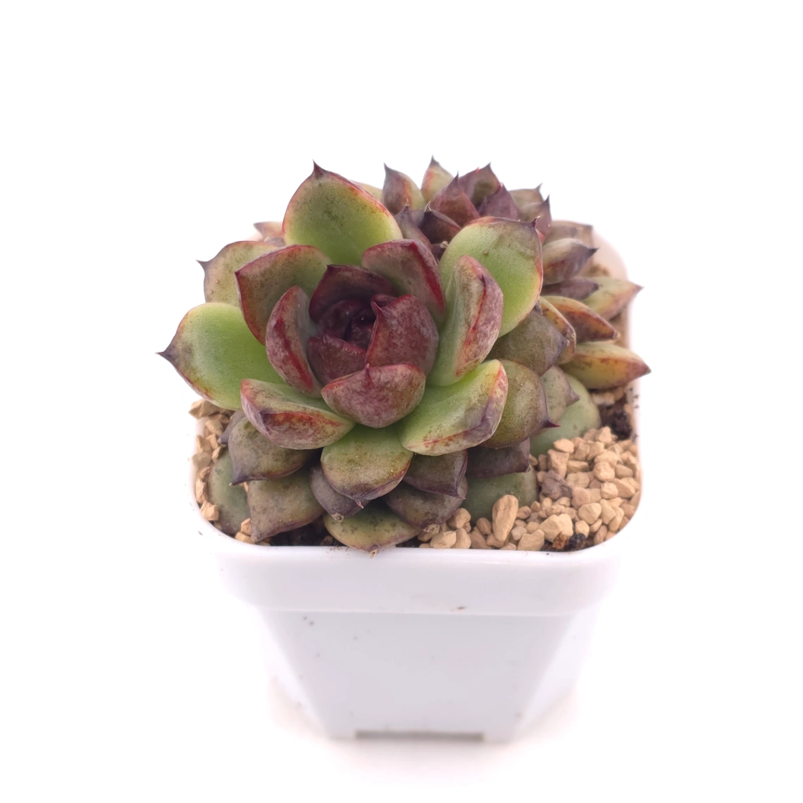 Echeveria ‘Dark Opal’ | 黑橙 thumbnail 2